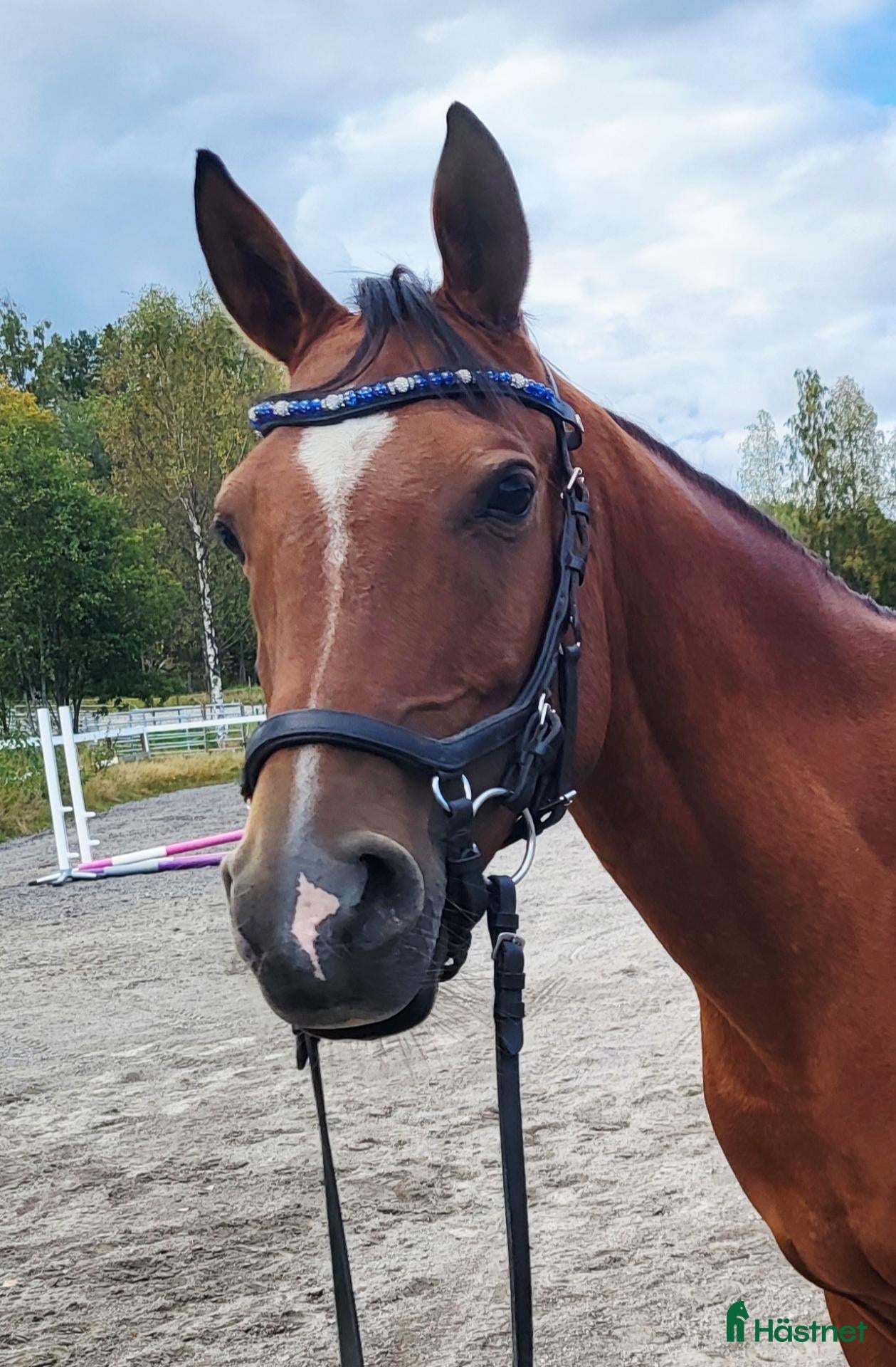  hästar Fantastisk allroundhäst - Annons 3