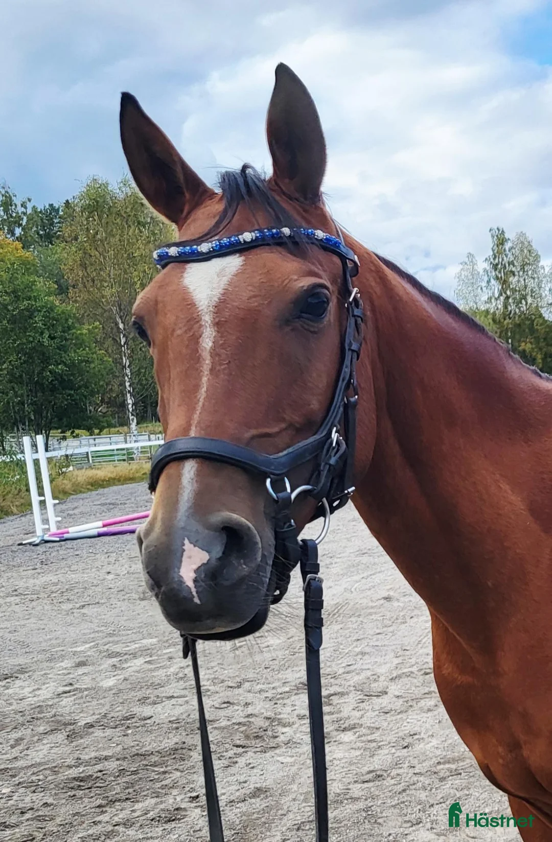Allround hästar till salu: Fantastisk allroundhäst i Bjästa - Annons 1