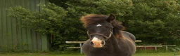Working Equitation hästar till salu: exceptional colt, Brave, kind and gentle -Lopez IV - Annons 3