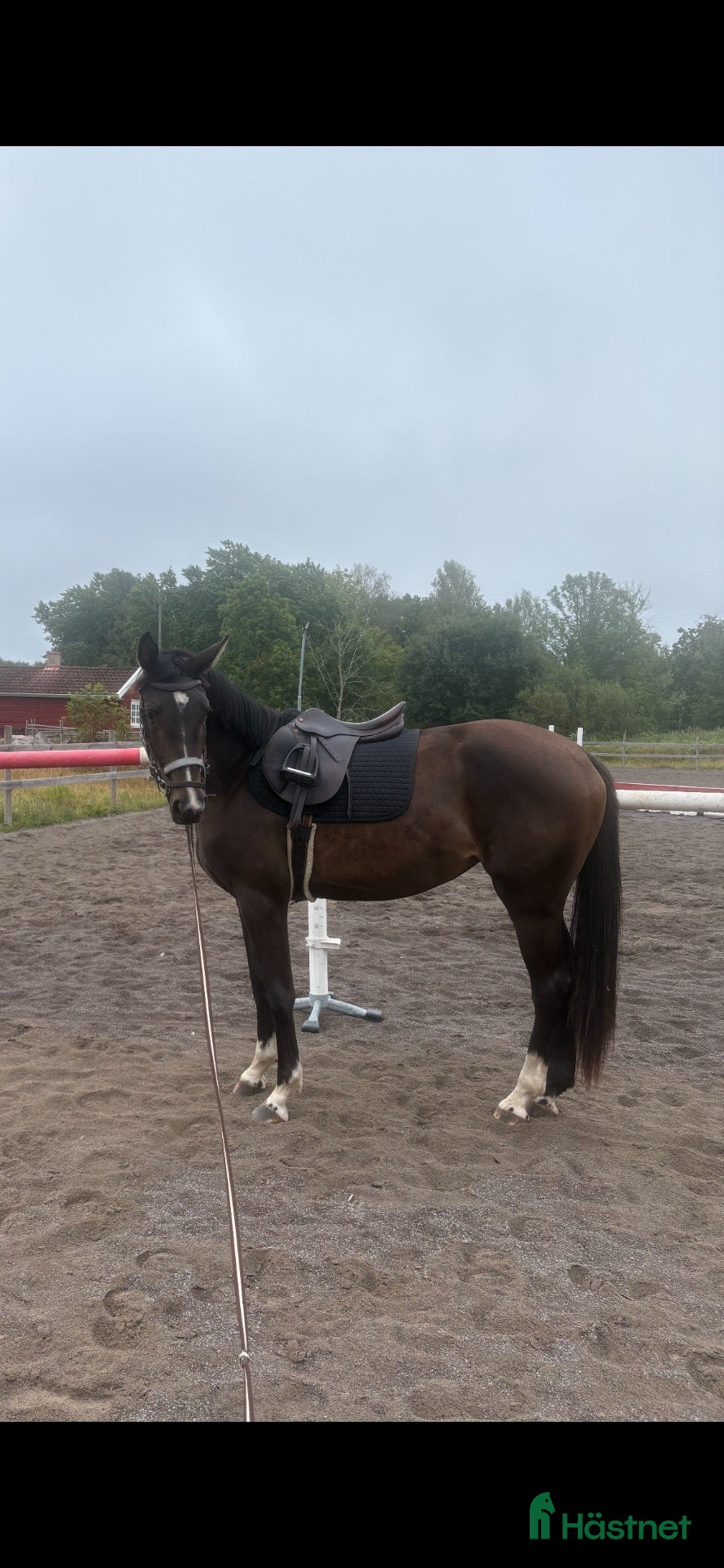  hästar 2-årigt sto efter Blue Hors Storm  - Annons 2
