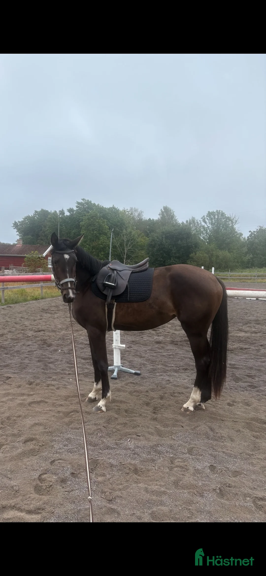 Dressyr hästar till salu: 2-årigt sto efter Blue Hors Storm  i Oskarshamn - Annons 2