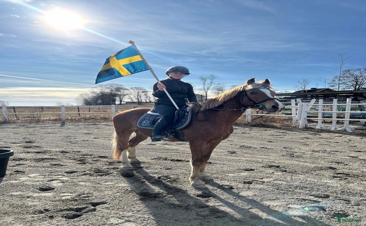  hästar i Gusselby - Annons 6