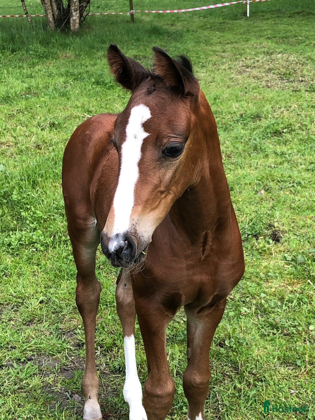 Allround hästar till salu: Trevlig 5-åring i Sölvesborg - Bild 4