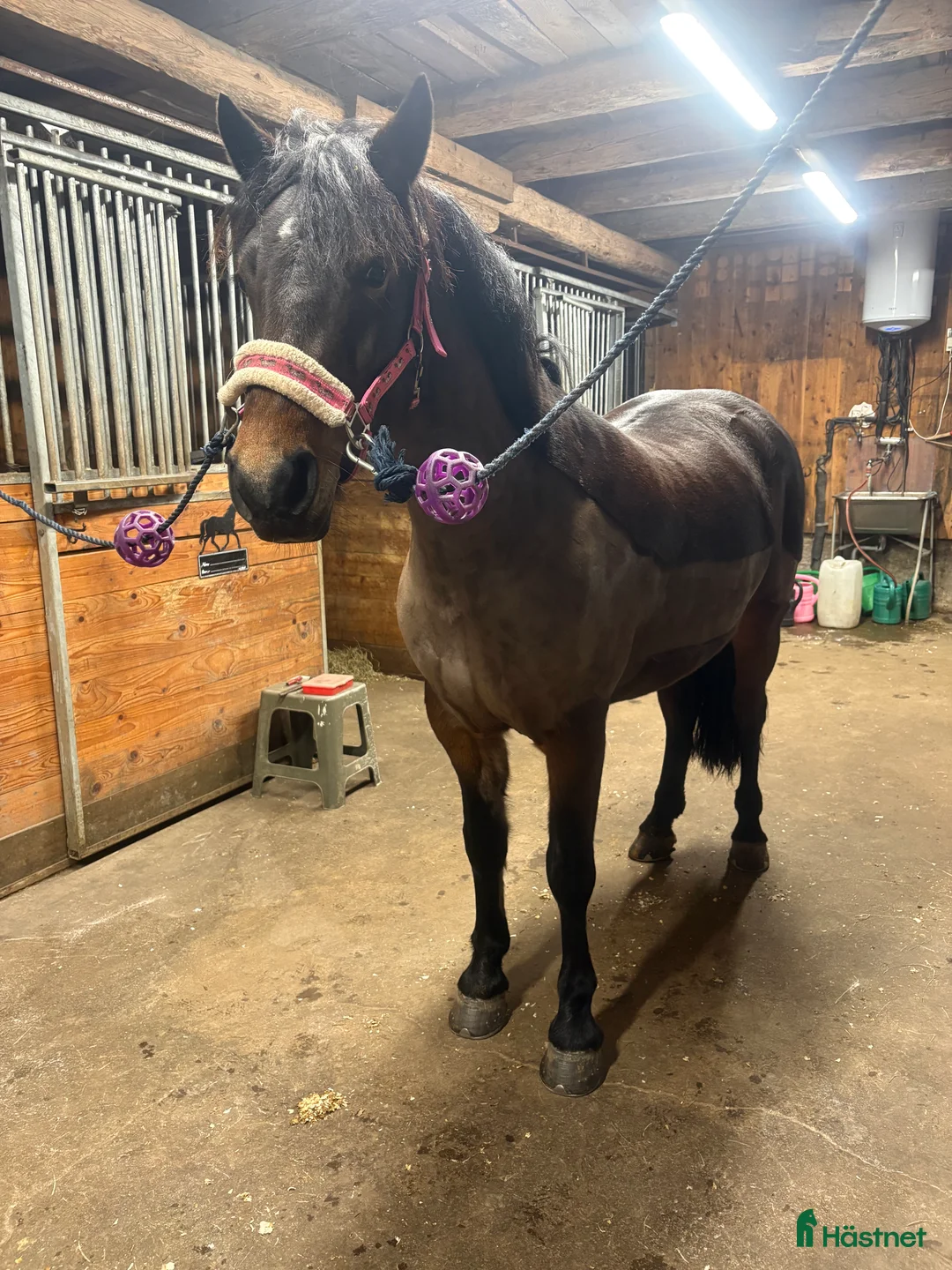 Hoppning hästar till salu: Guldponny - Annons 4