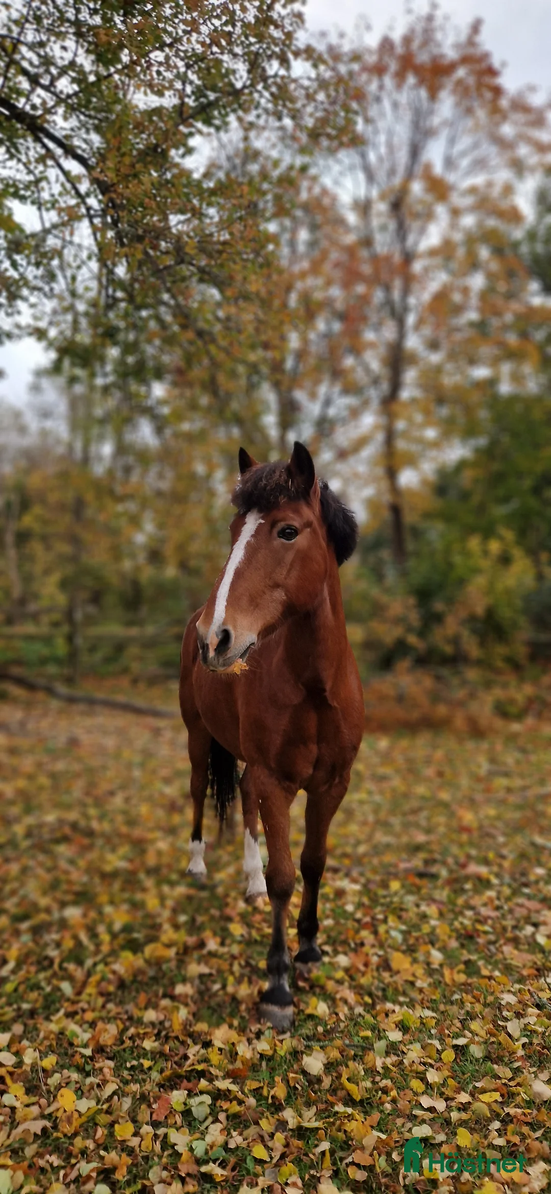 Hoppning hästar till salu: Läromästare hoppning och bästis - Annons 6