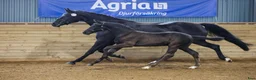 Dressyr hästar till salu: *** Avelsto med Lövsta star hingstföl vid sidan  i Hammar - Annons 1
