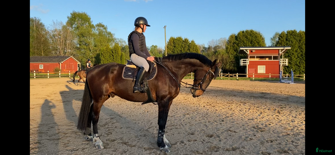 Allround hästar till salu: Trevlig SWB-valack i Perstorp - Annons 4