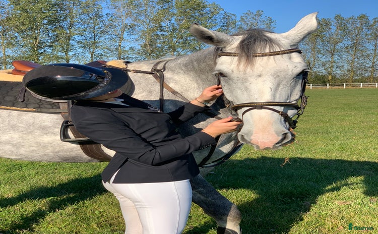  hästar i Ängelholm - Annons 11