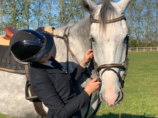 hästar Ung hopphäst sökes i Ängelholm - Annons 17