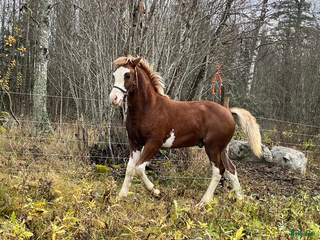 Allround hästar till salu: Stor welsh cob hingst i Ransta - Annons 1
