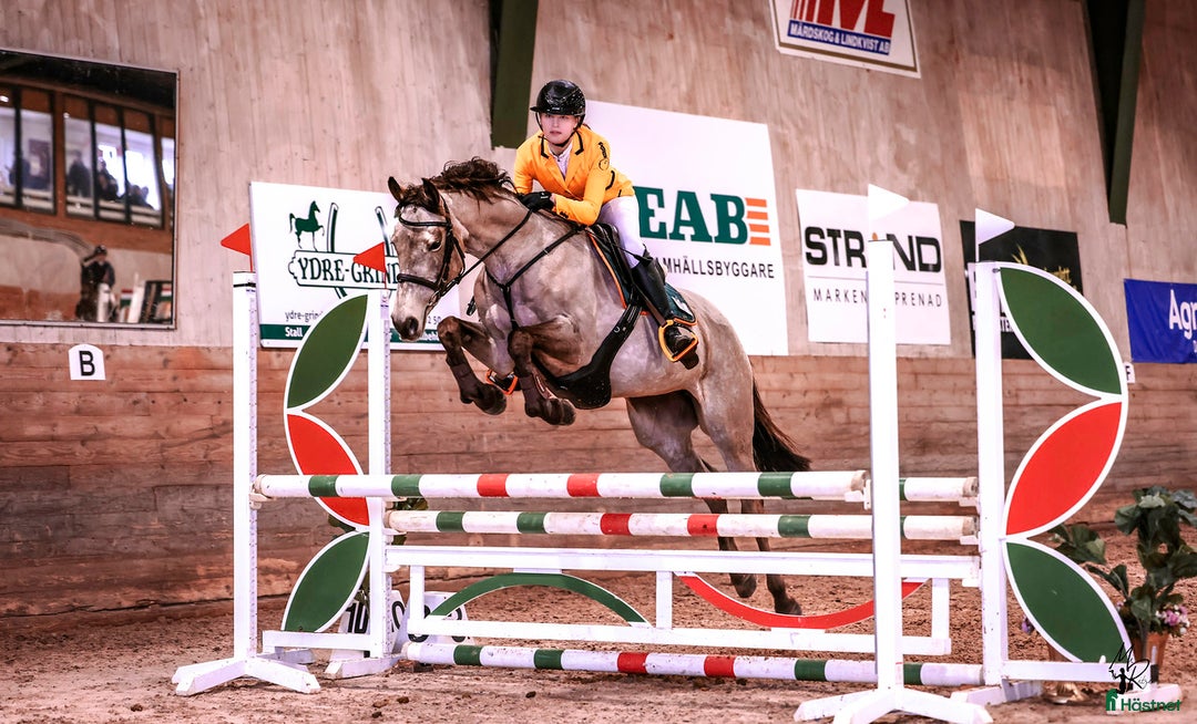  foderhäst sökes: Foderhäst/samarbete  i Hestra - Annons 1