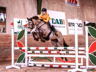 foderhäst Foderhäst/samarbete i Hestra - Annons 20