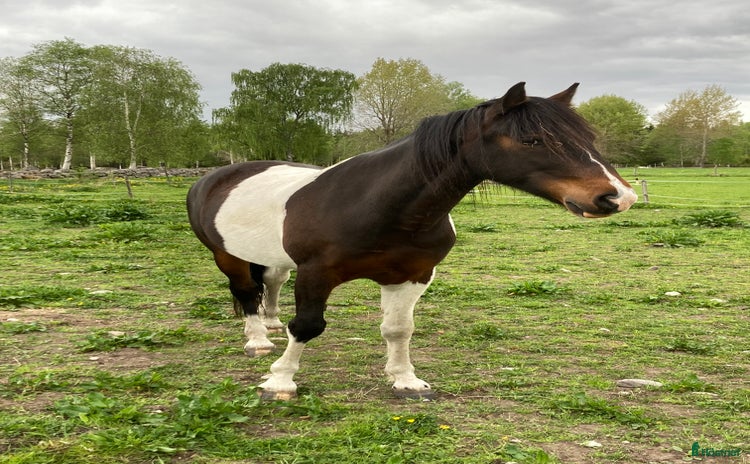 hästar Litet projekt säljes i Nybro - Annons 3