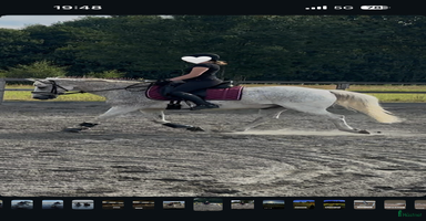  hästar Läromästare söker ny ryttare i Sätila - Annons 3