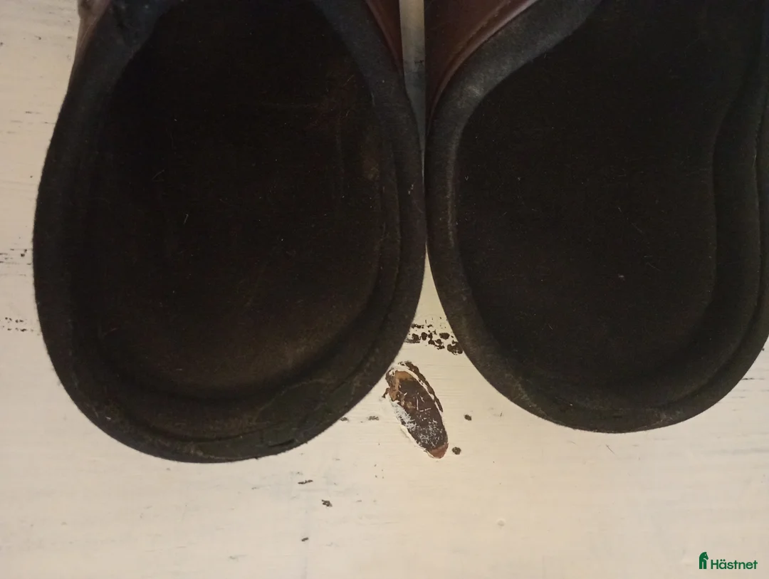 Benskydd hästutrustning till salu: Bakbenskydd  - Annons 3