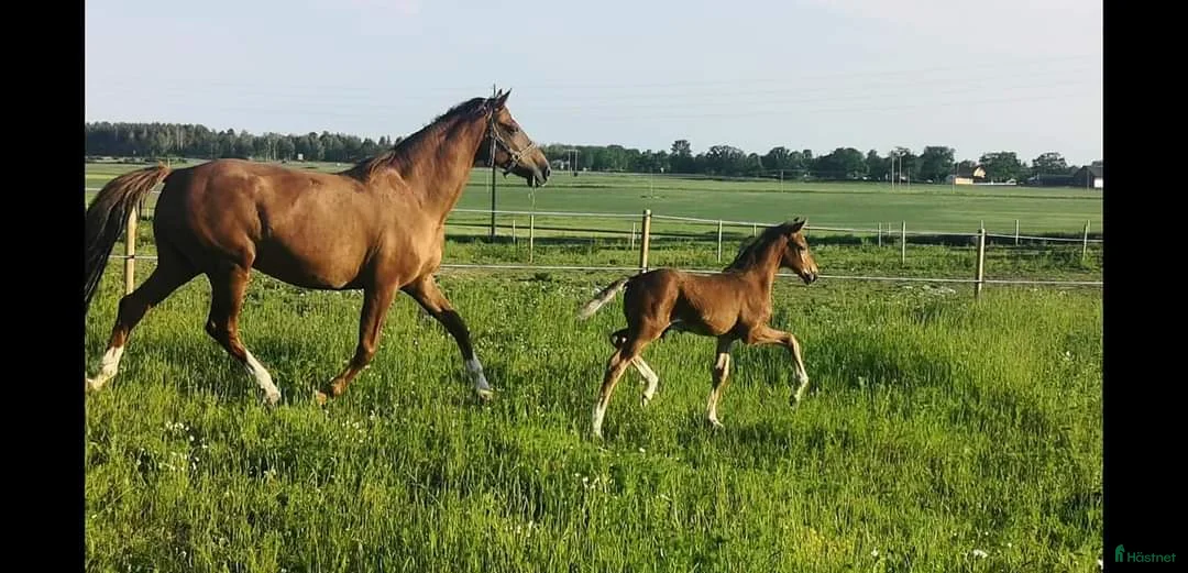Avelshästar hästar till salu: Avelssto av mycket hög klass.  - Annons 4