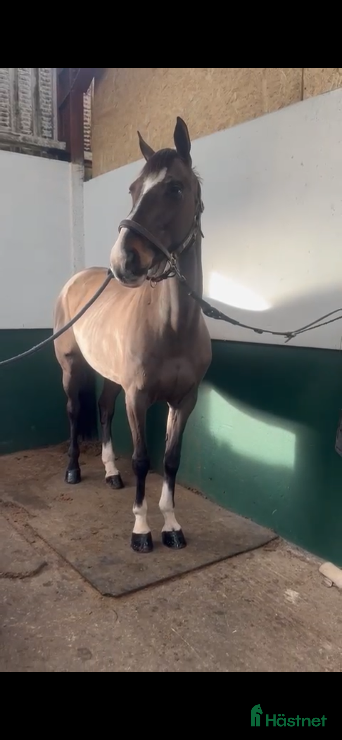  hästar Ljuvligt Sto ⭐️ i Valbo - Annons 16