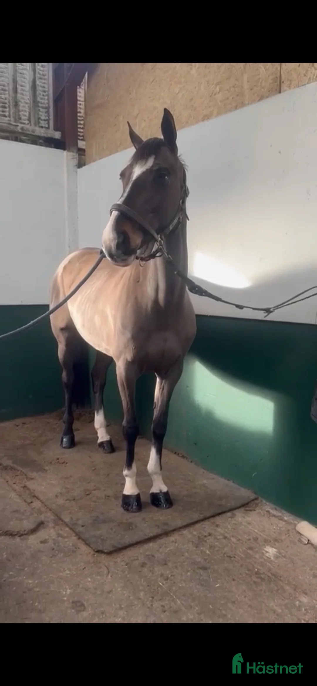 Hoppning hästar till salu: Ljuvligt Sto ⭐️ i Valbo - Annons 1