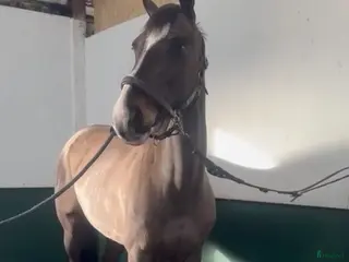 hästar Ljuvligt Sto ⭐️ i Valbo - Annons 16