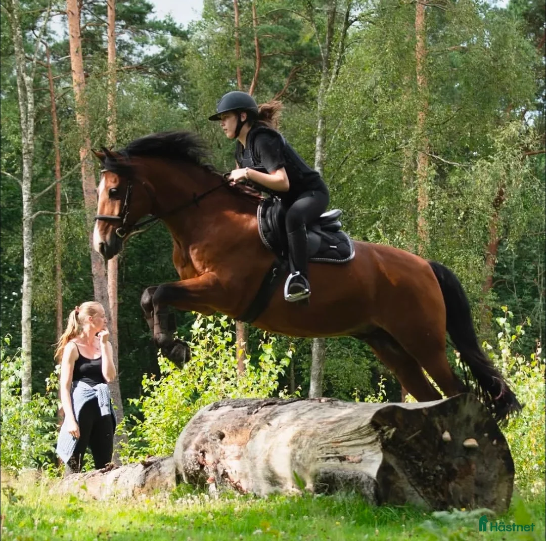 Allround hästar sökes: SÖKES Privatlektion, fodervärdshäst  - Annons 1