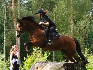 hästar SÖKES fodervärdshäst - Annons 1