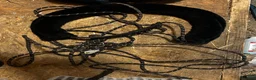 Sadeltillbehör hästutrustning till salu: Longeringssystem - Annons 2