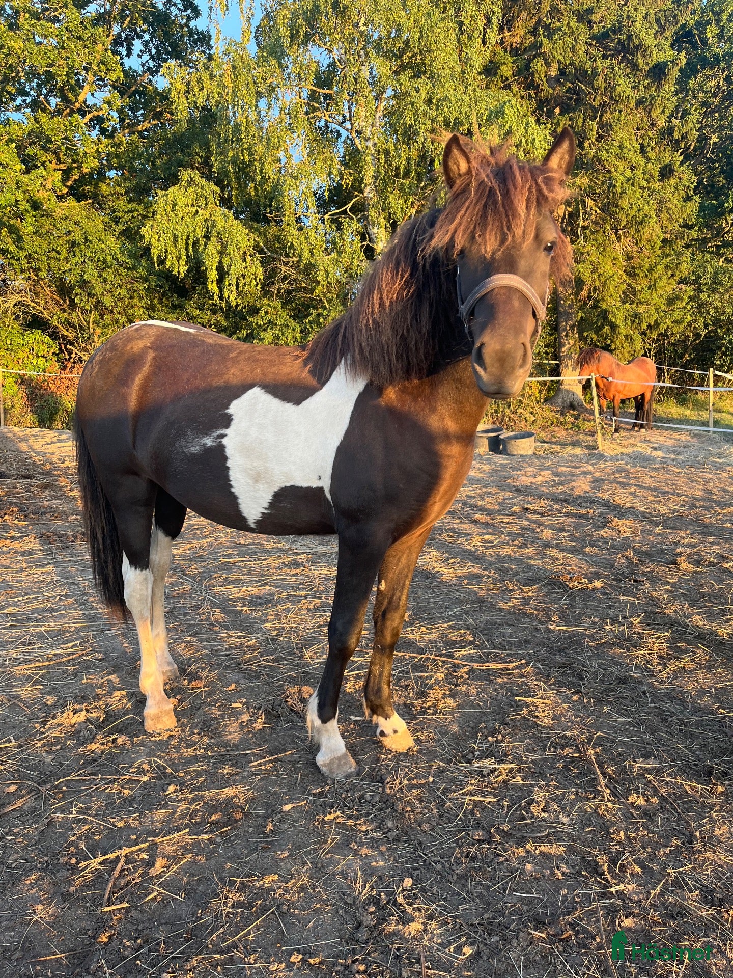  hästar 1 årigt sto - Annons 1