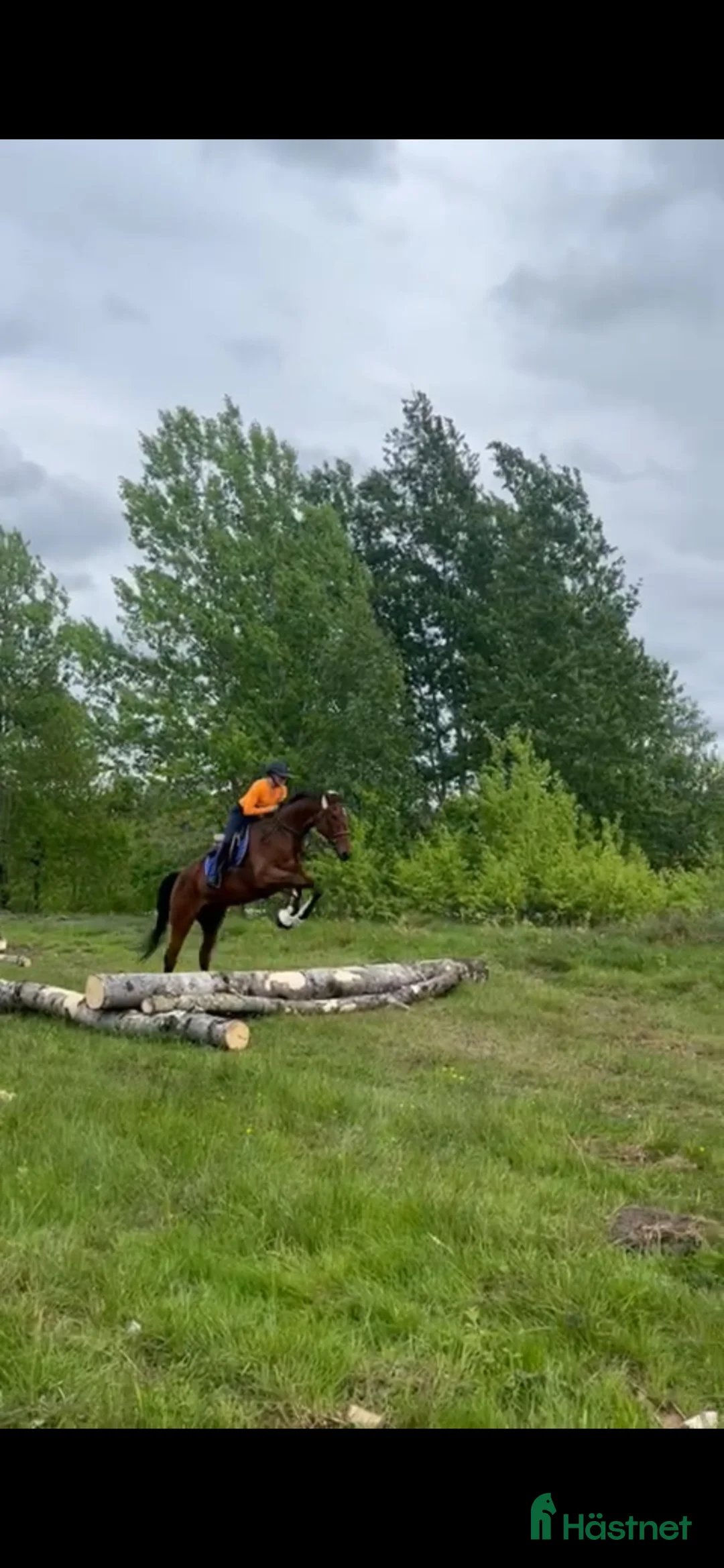 Allround hästar till salu: Kvick sporthäst - Annons 2