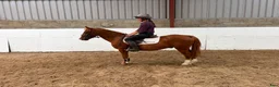Allround hästar till salu: Alrounder Pony  - Annons 1