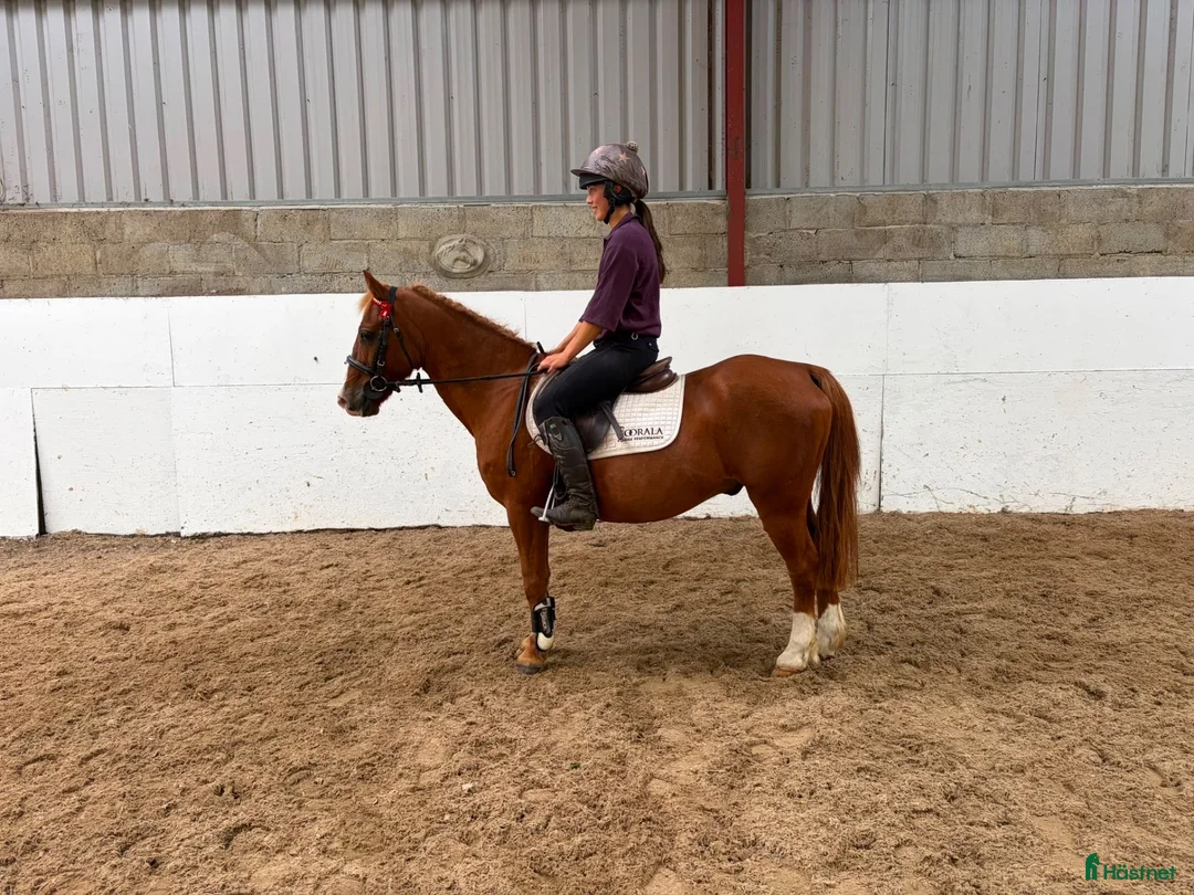 Allround hästar till salu: Alrounder Pony  - Annons 1