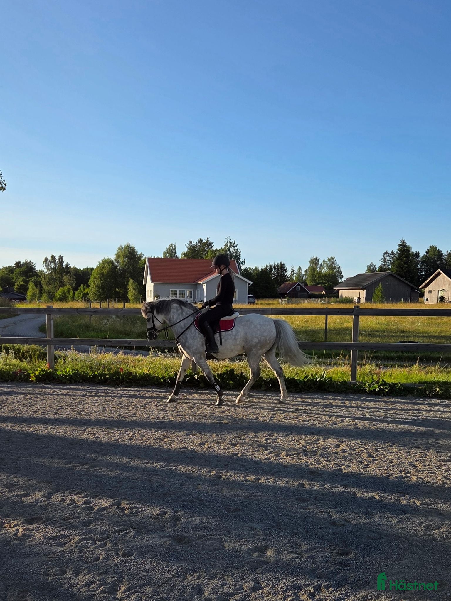  hästar 5-årigt Welshpartbredsto  - Annons 15
