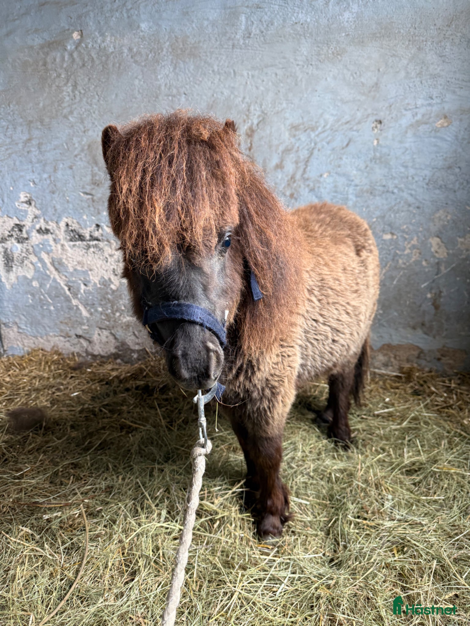  hästar Falabella  - Annons 13