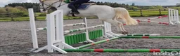 Hoppning hästar till salu: Potential top track pony  i Madrid - Annons 14