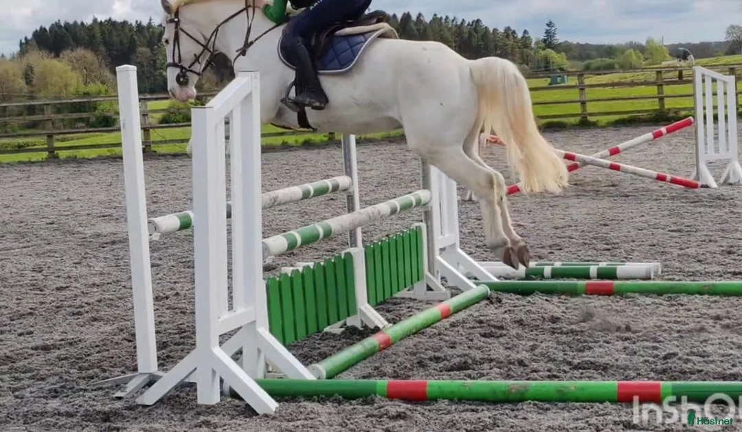 Hoppning hästar till salu: Potential top track pony  i Madrid - Annons 14