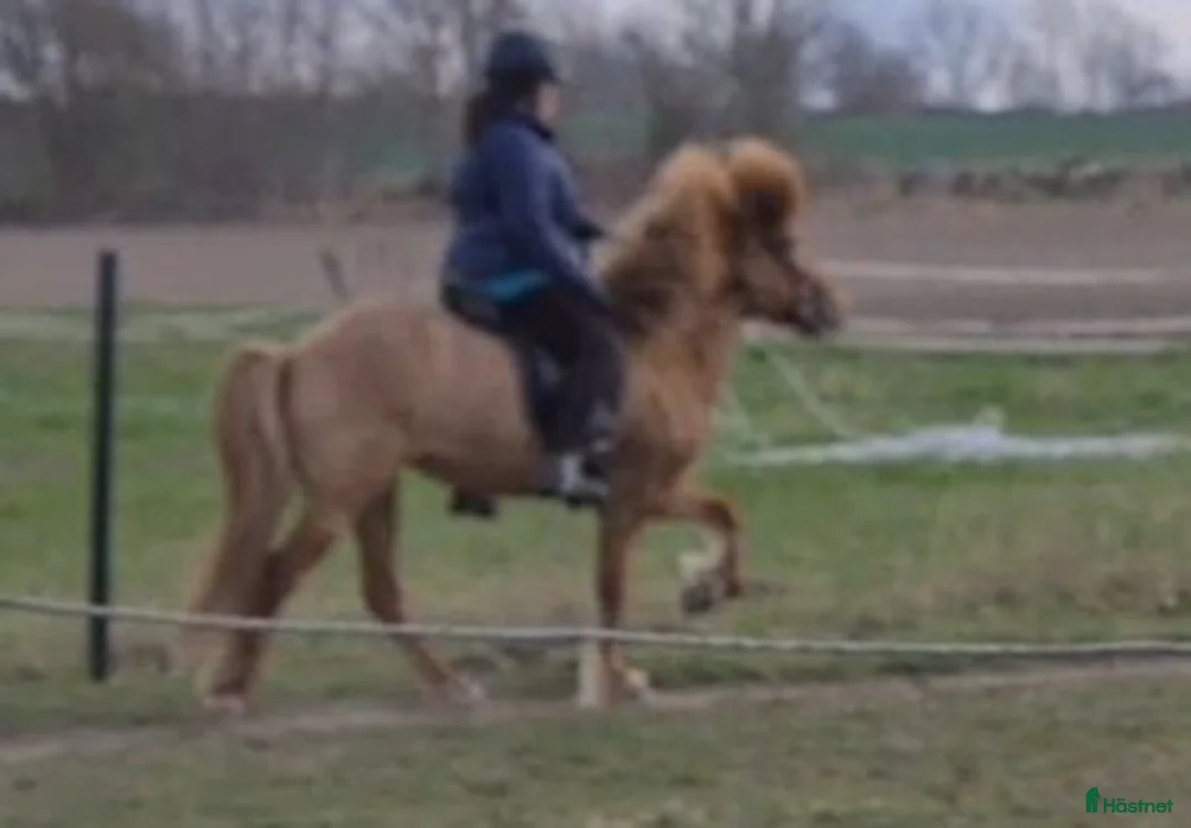 Island hästar till salu: 4 gångssto - Annons 2