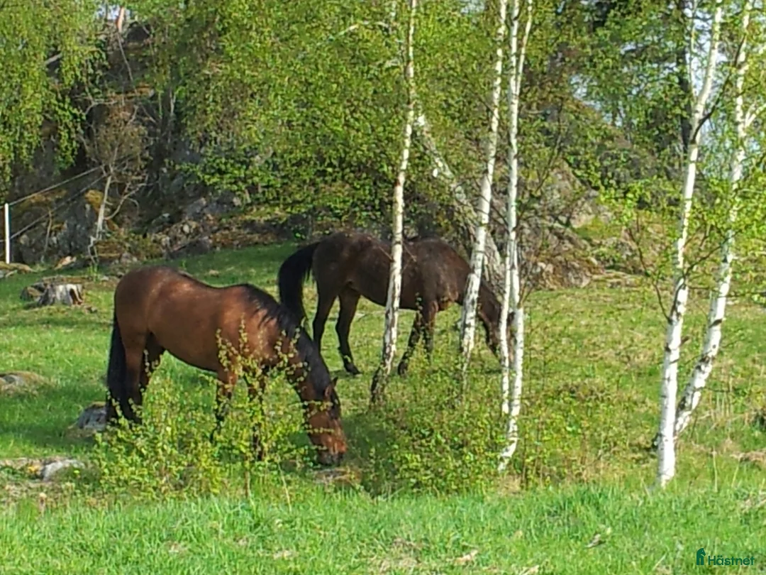  stallplats finnes: Lediga platser på Ytterstene Gård i Vagnhärad - Annons 3