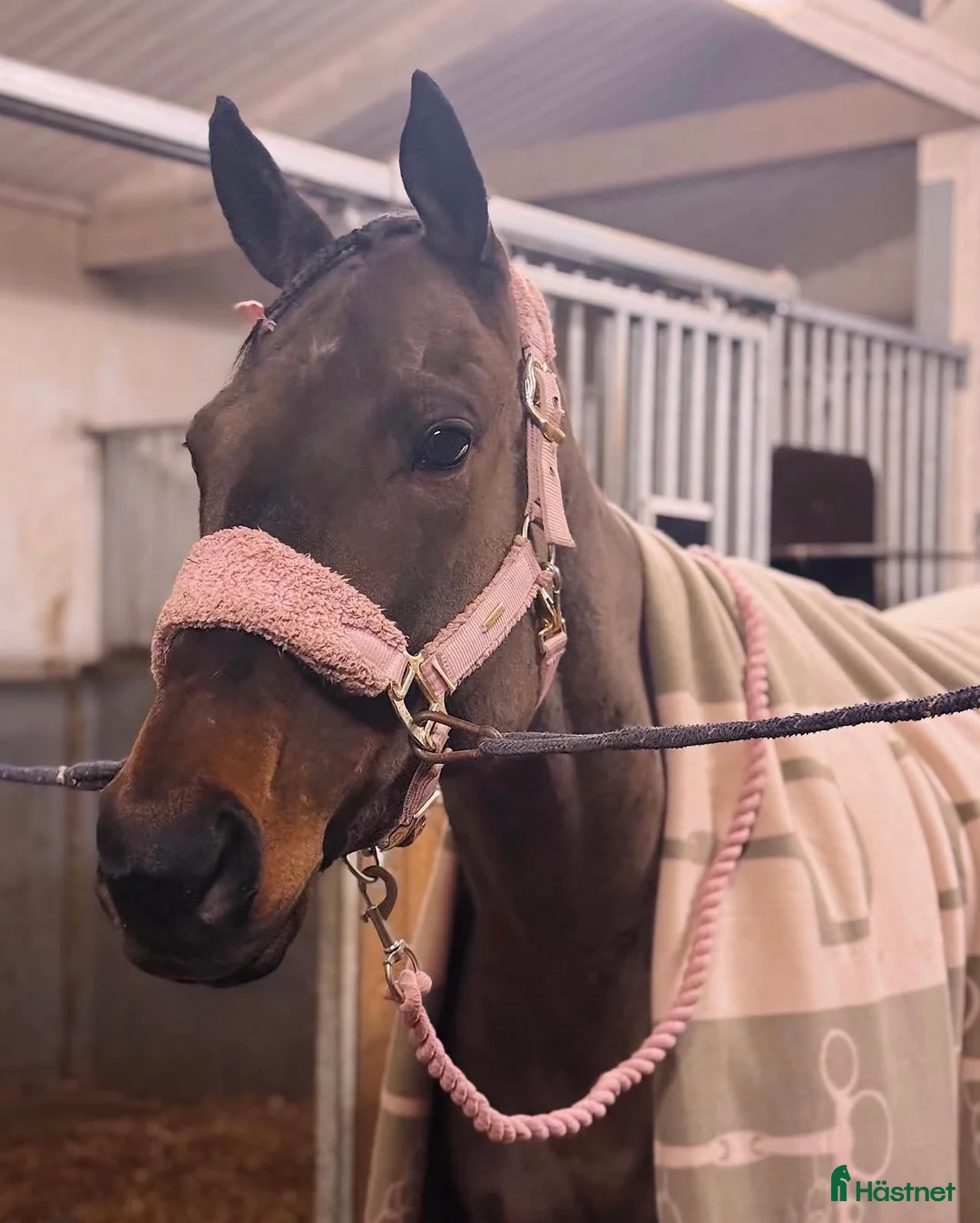 Allround hästar till salu: 🌟FANTASTISKT STO🌟 - Annons 1