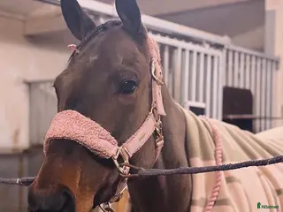 hästar 🌟FANTASTISKT STO🌟 - Annons 6