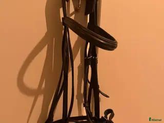 Träns hästutrustning Xfull , full , Kandar , vanliga träns - Annons 1