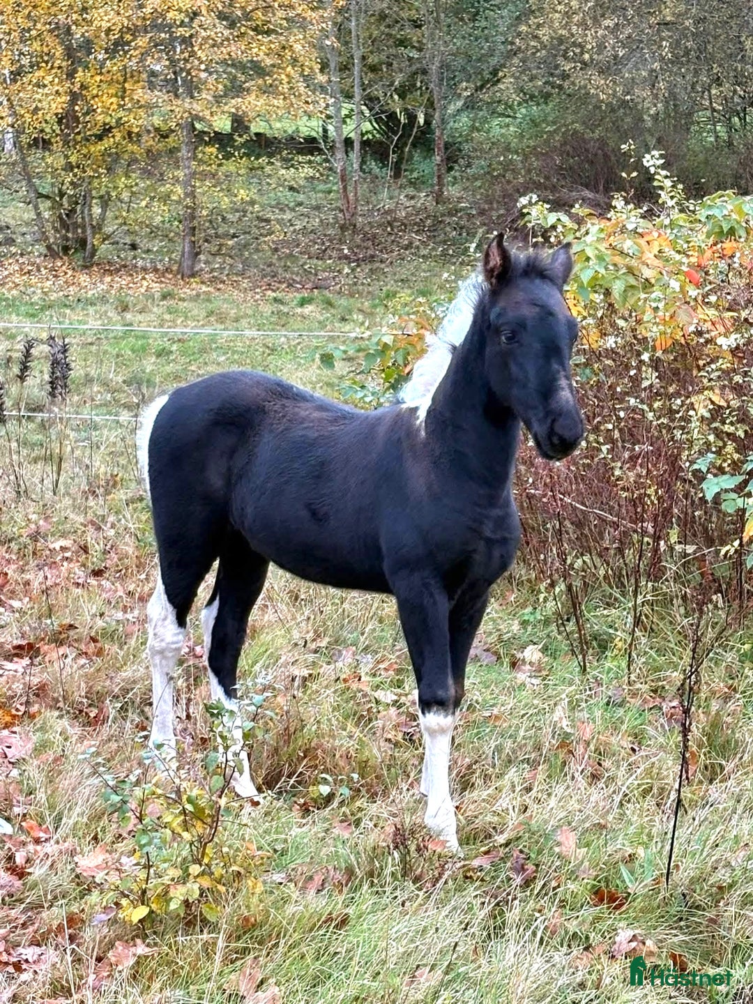 Western hästar till salu: Trygg och vänlig skäck med många möjligheter!  i Älmhult - Annons 2