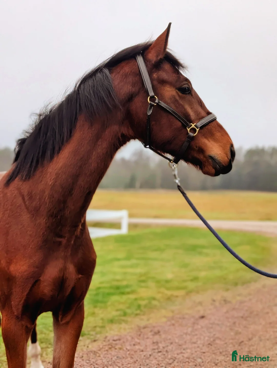 Hoppning hästar till salu: Vacker valack  - Annons 5