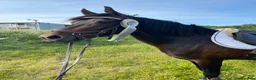 Allround hästar till salu: Ponny som syns i mängden - Annons 1