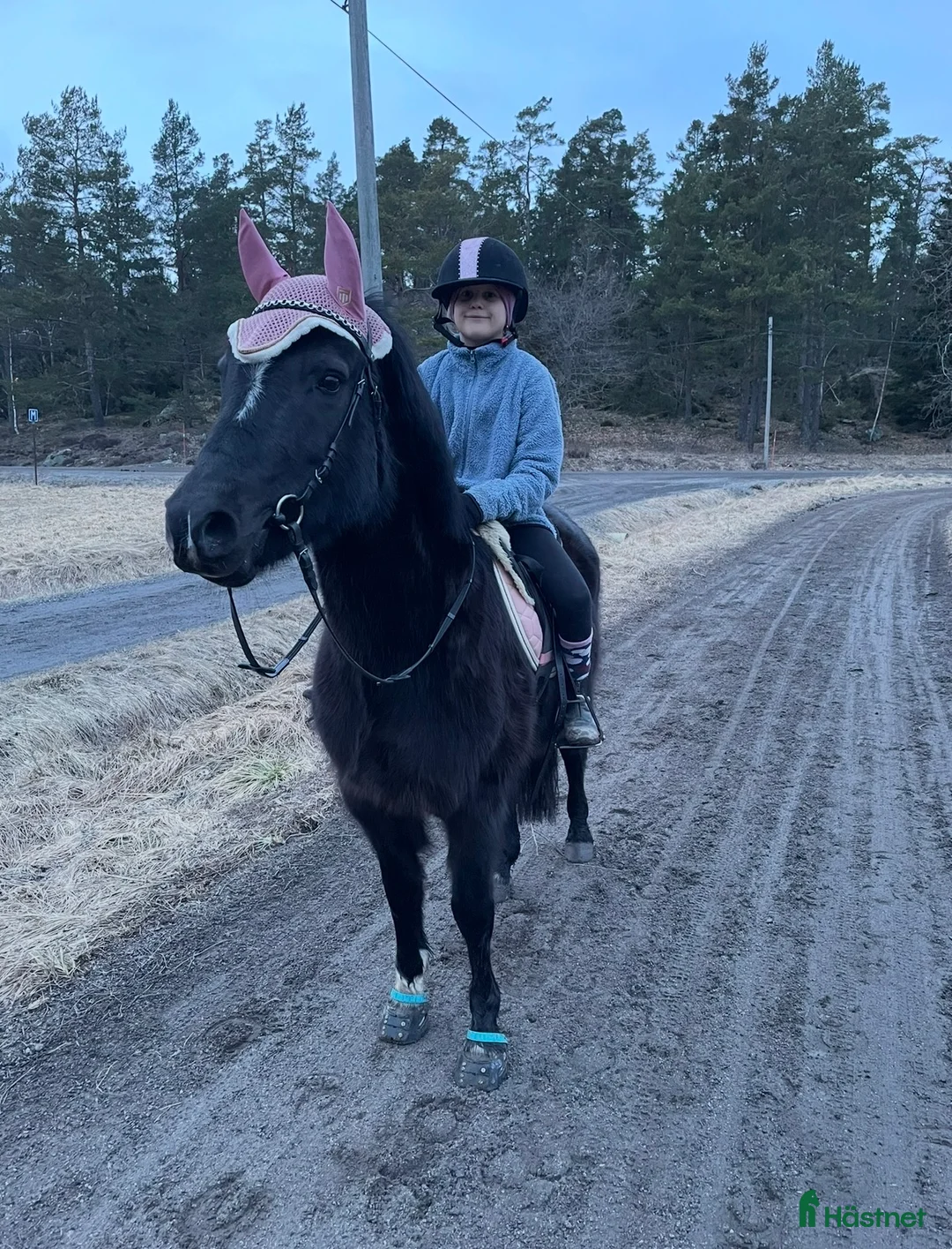 Allround hästar till salu: Stabil dam med en räv bakom Örat - Annons 1