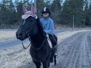 hästar Stabil dam med en räv bakom Örat - Annons 8