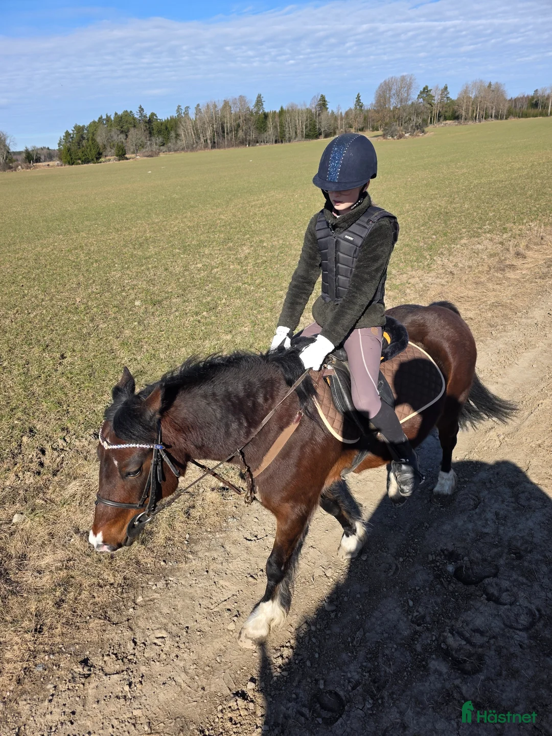Övrigt hästar sökes: Söker sällskap i Åkers Styckebruk - Annons 3