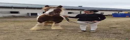 Allround hästar till salu: Irish Cob Valack, riden och körd  - Annons 6