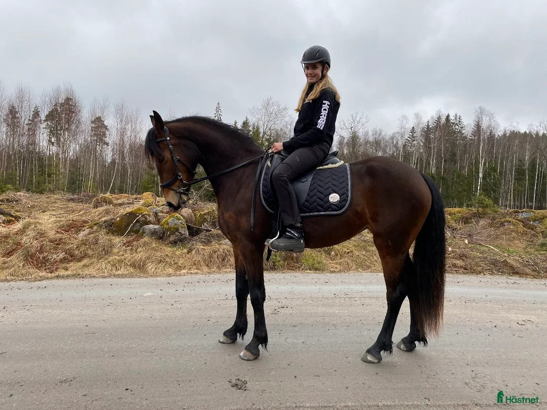 Allround hästar till salu: Reserverad Fint D-ponnysto efter elithingst - Annons 3