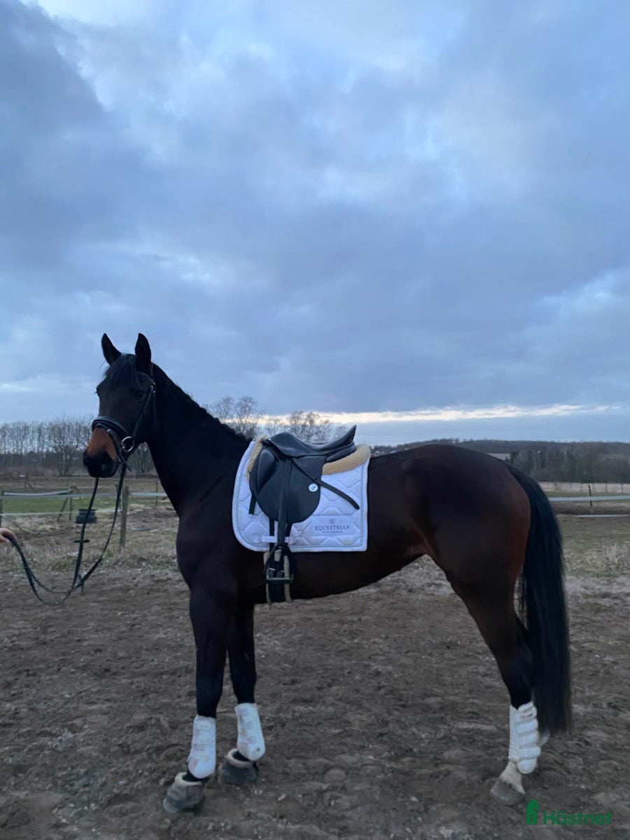  hästar Drömhäst med hjärta, inställning och kvalitet - Annons 1