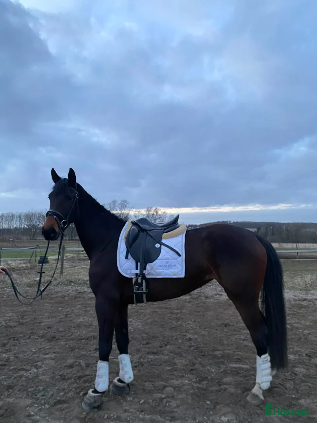 Hoppning hästar till salu: Drömhäst med hjärta, inställning och kvalitet - Annons 1