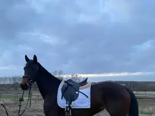 hästar Drömhäst med hjärta, inställning och kvalitet - Annons 1